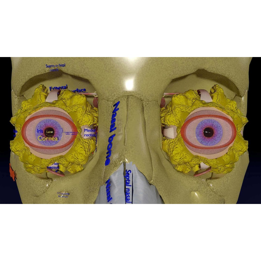 Eyeball with Complete Skull 3D Model – High Poly Medical Asset, FBX, OBJ - View 38