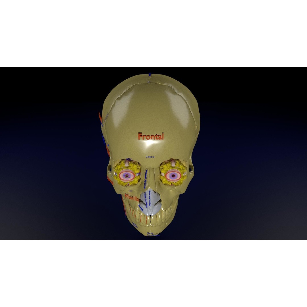 Eyeball with Complete Skull 3D Model – High Poly Medical Asset, FBX, OBJ - View 39