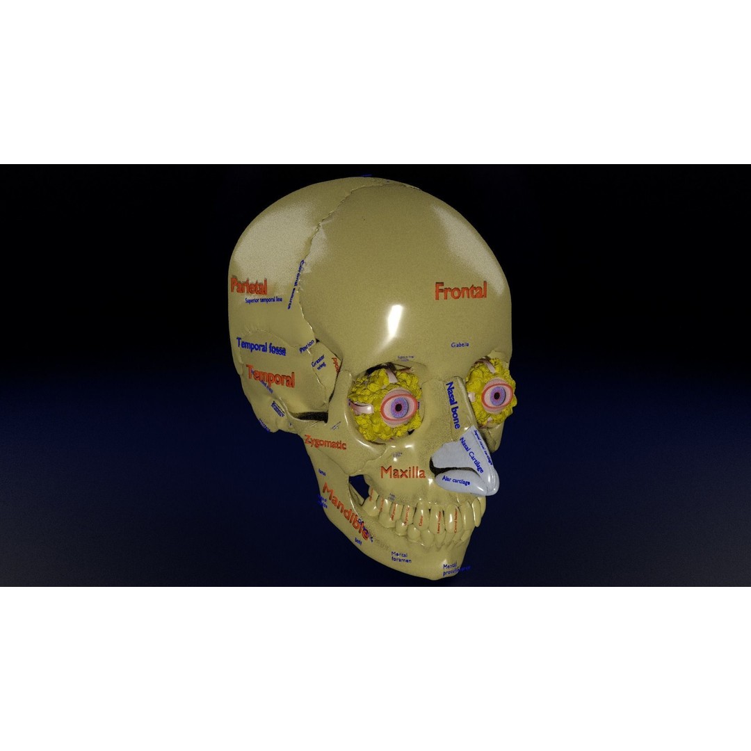 Eyeball with Complete Skull 3D Model – High Poly Medical Asset, FBX, OBJ - View 4