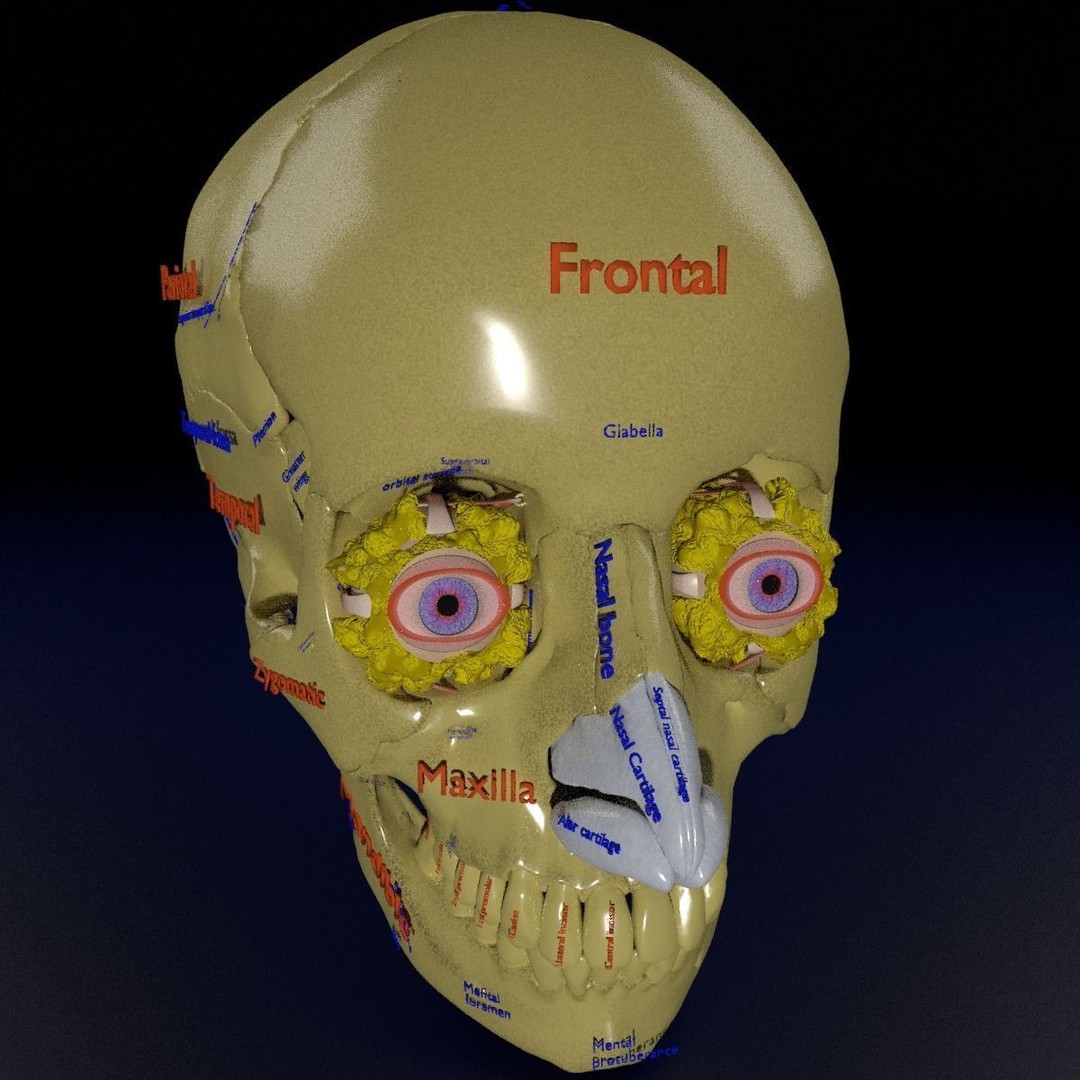 Eyeball with Complete Skull 3D Model – High Poly Medical Asset, FBX, OBJ - View 40