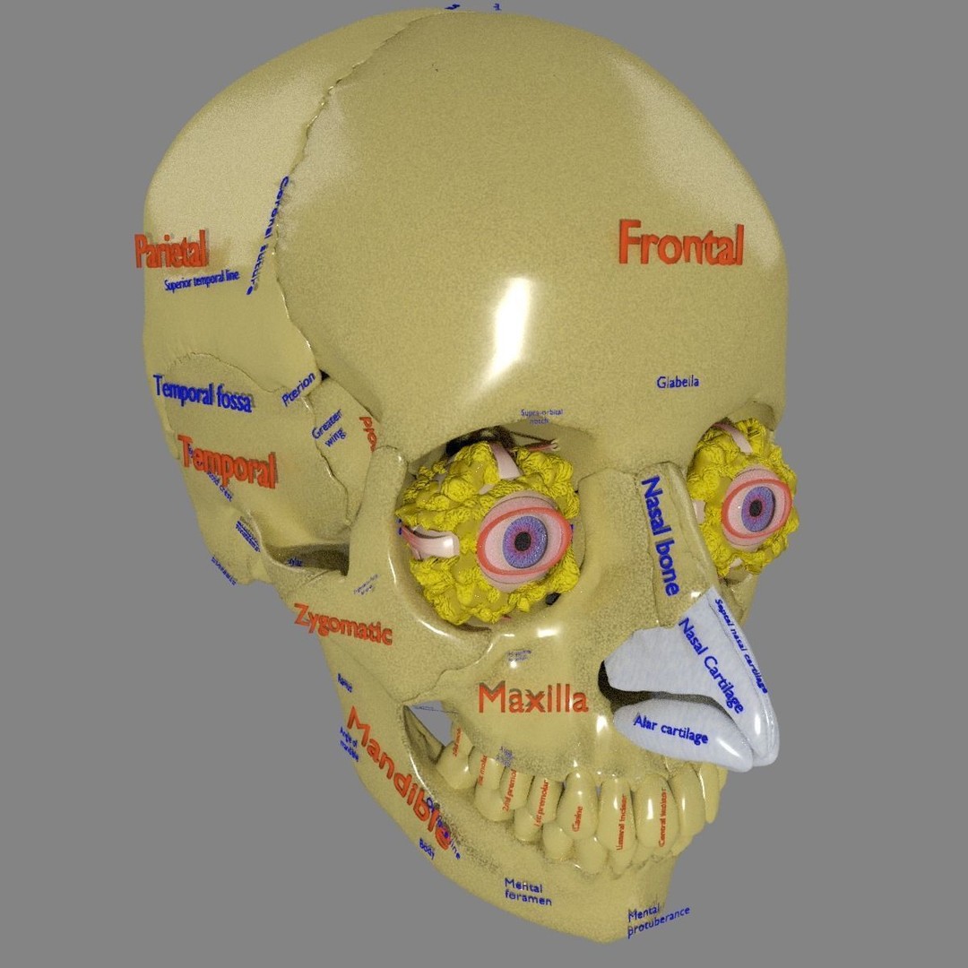 Eyeball with Complete Skull 3D Model – High Poly Medical Asset, FBX, OBJ - View 41