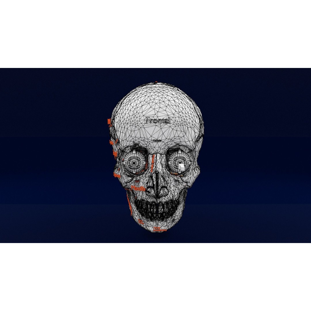 Eyeball with Complete Skull 3D Model – High Poly Medical Asset, FBX, OBJ - View 42