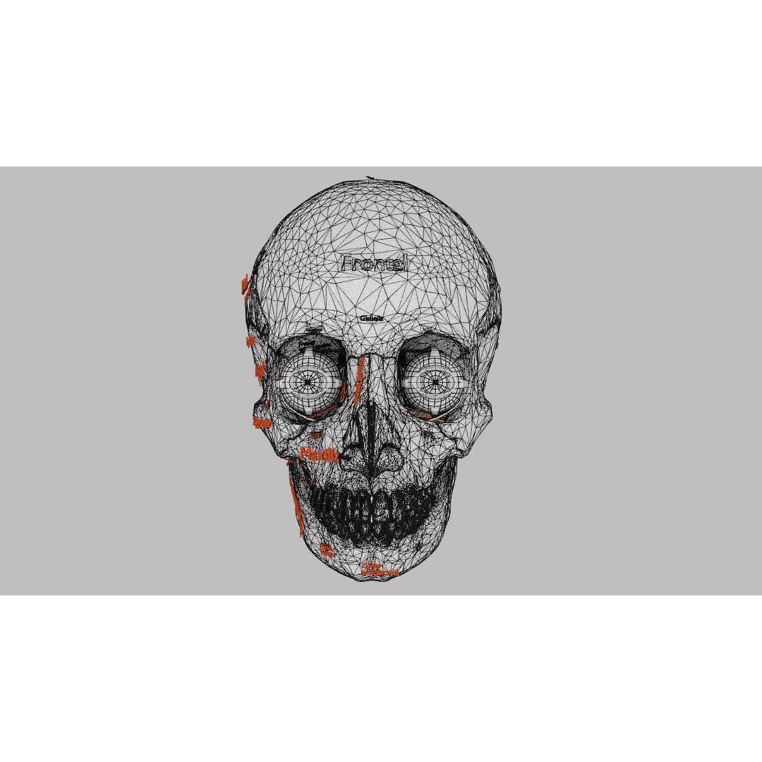 Eyeball with Complete Skull 3D Model – High Poly Medical Asset, FBX, OBJ - View 43