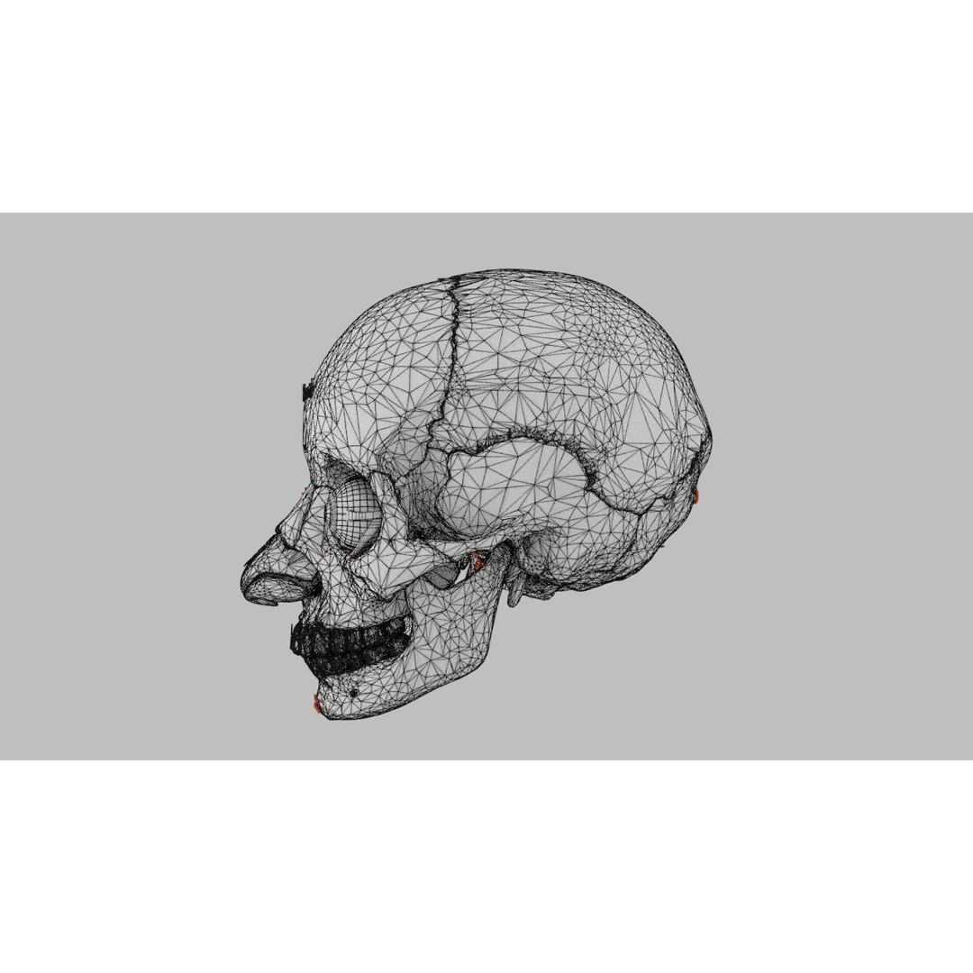 Eyeball with Complete Skull 3D Model – High Poly Medical Asset, FBX, OBJ - View 44