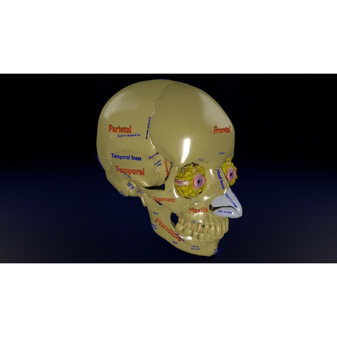 Eyeball with Complete Skull 3D Model – High Poly Medical Asset, FBX, OBJ - View 5