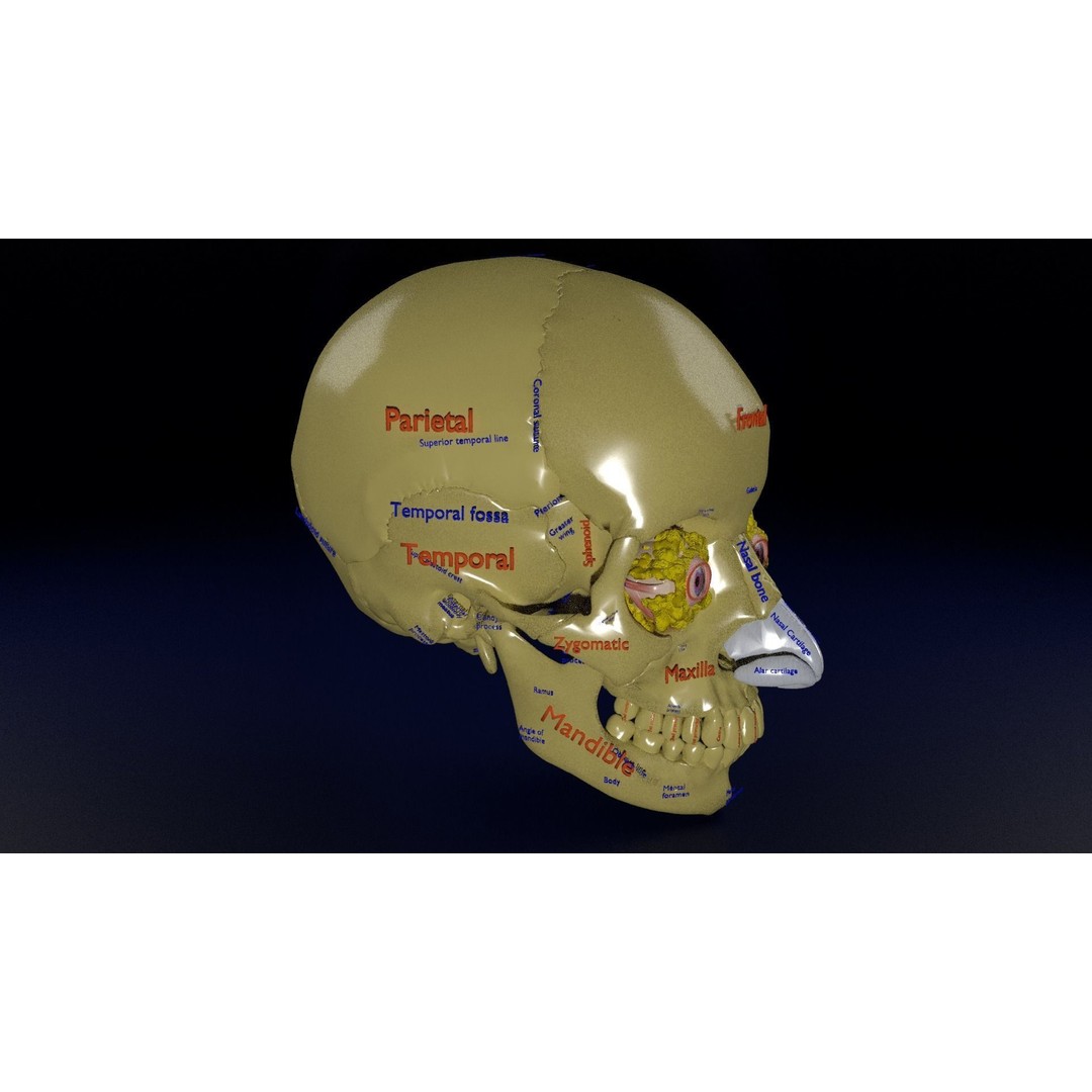 Eyeball with Complete Skull 3D Model – High Poly Medical Asset, FBX, OBJ - View 6