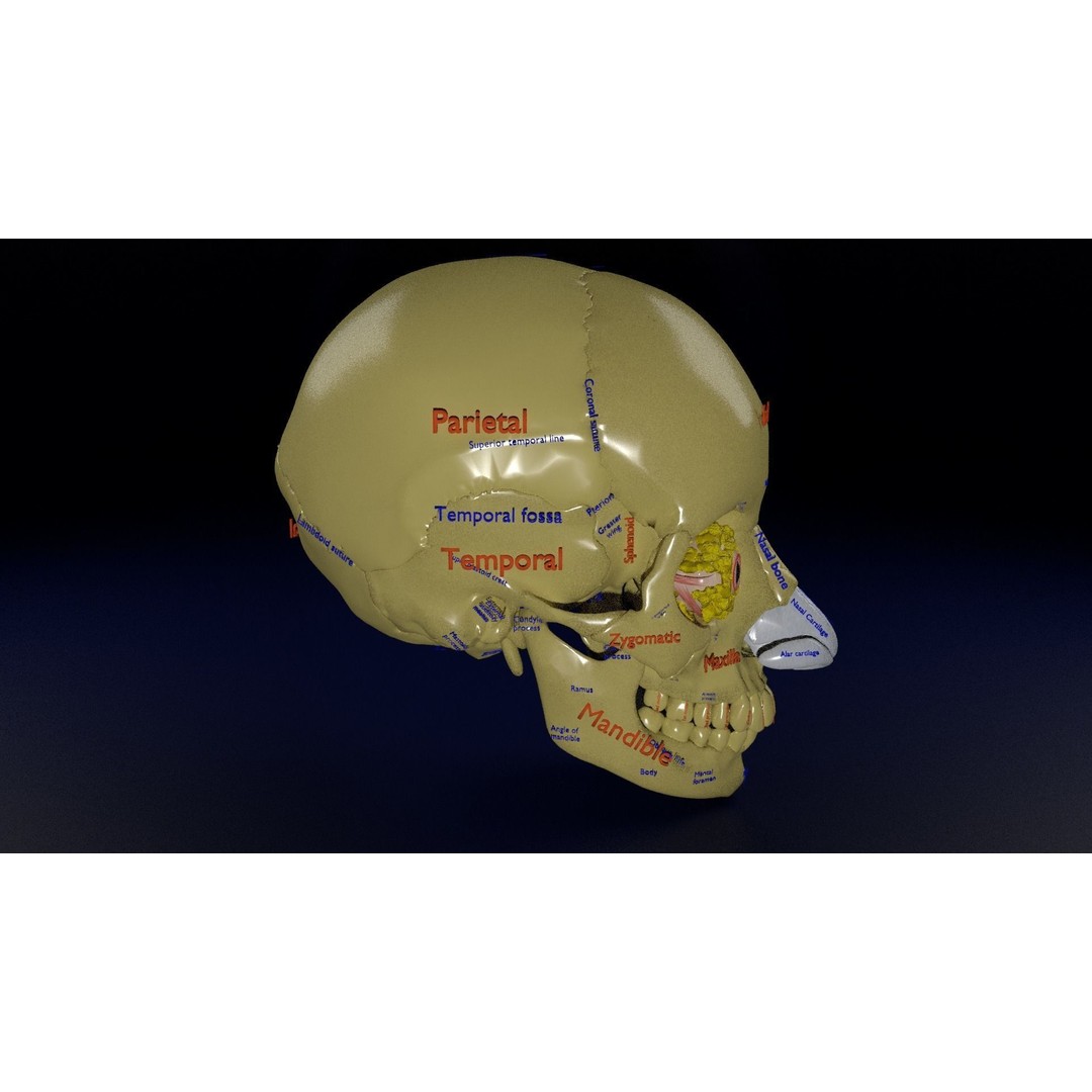 Eyeball with Complete Skull 3D Model – High Poly Medical Asset, FBX, OBJ - View 7