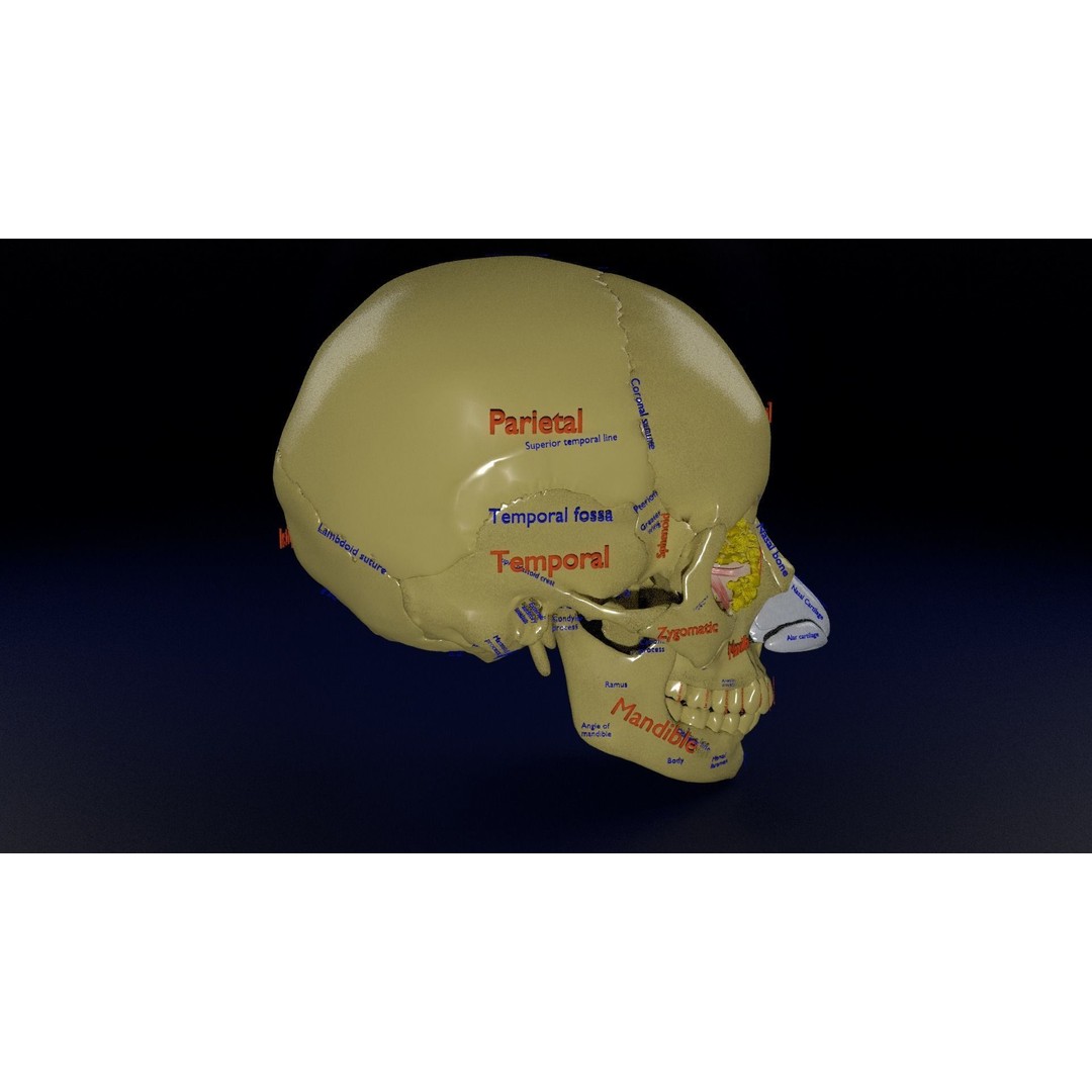 Eyeball with Complete Skull 3D Model – High Poly Medical Asset, FBX, OBJ - View 8