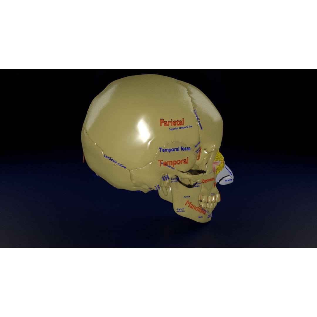 Eyeball with Complete Skull 3D Model – High Poly Medical Asset, FBX, OBJ - View 9