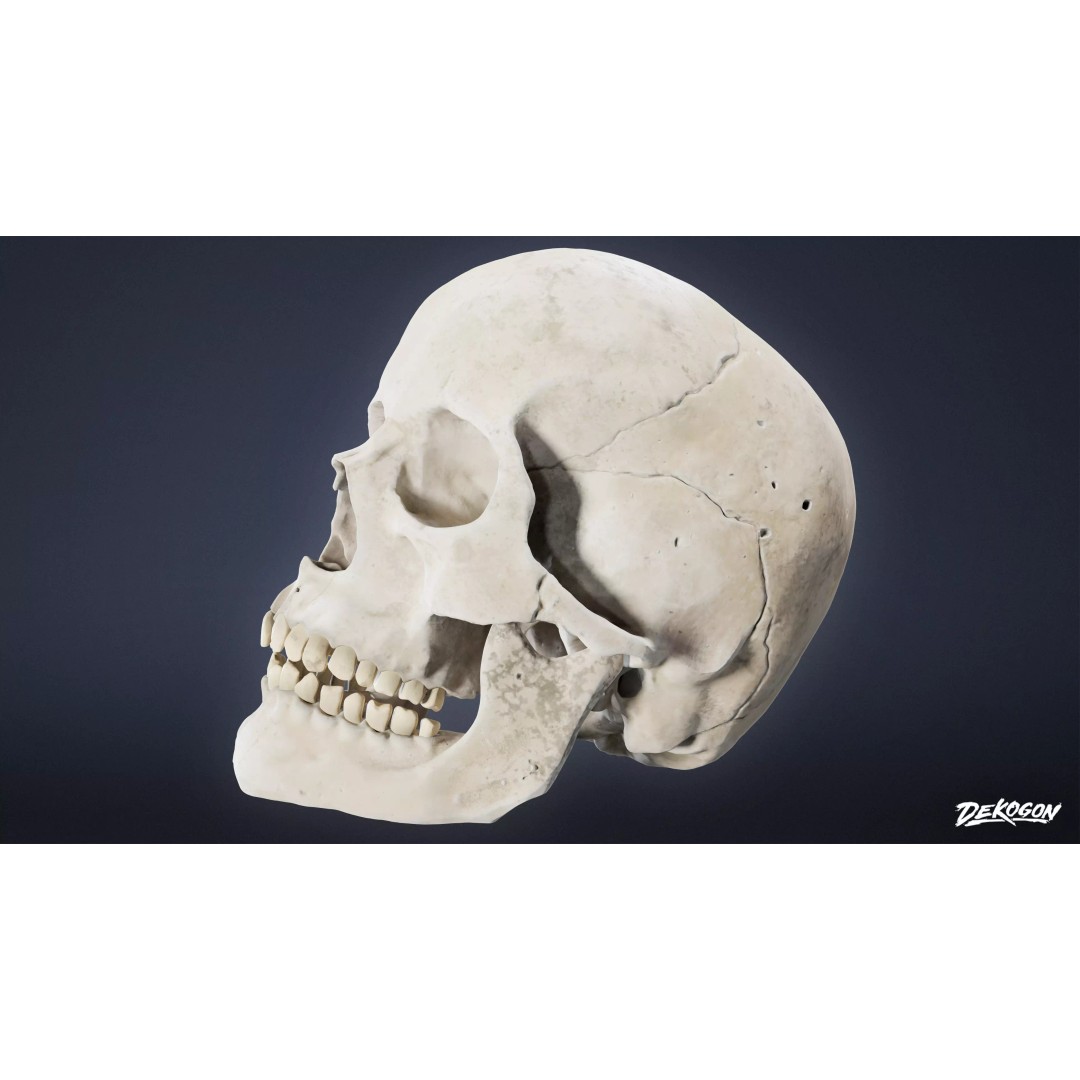 Human Skull 3D Model – Low Poly Game Asset, PBR Textures, FBX - View 2