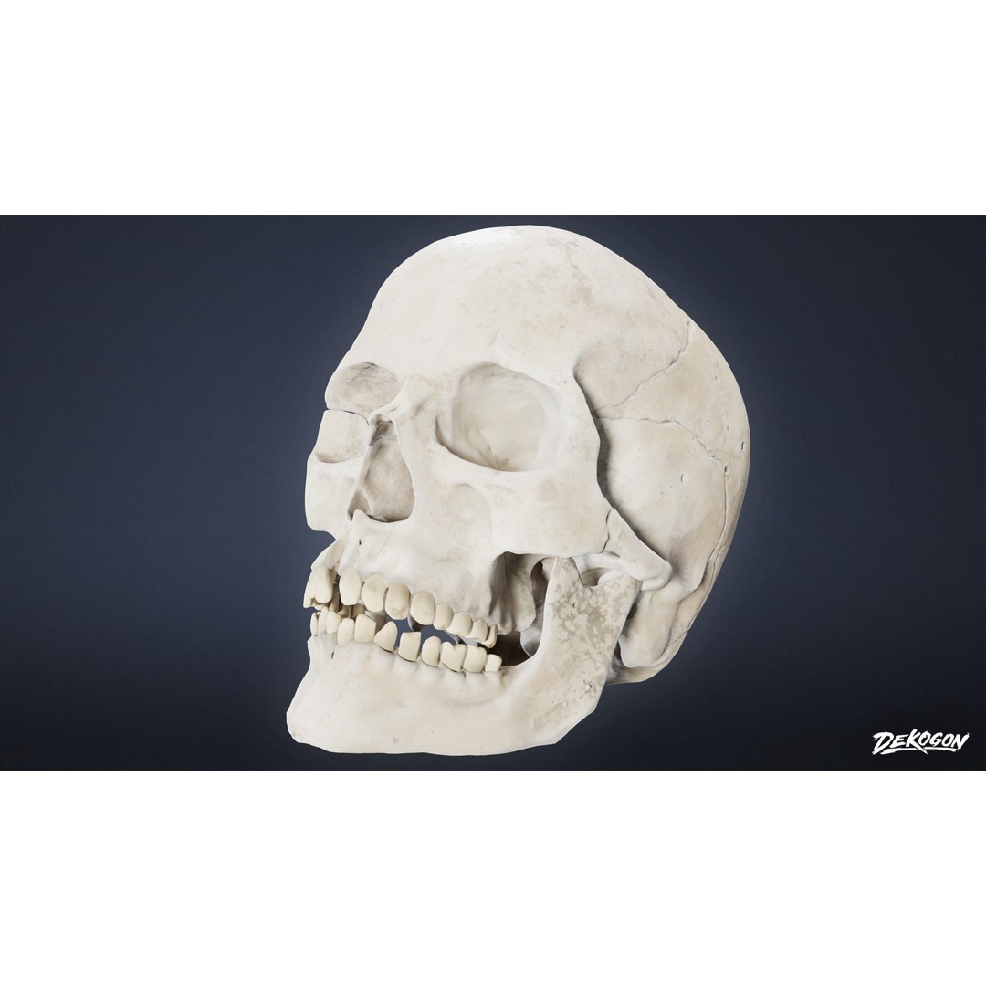 Human Skull 3D Model – Low Poly Game Asset, PBR Textures, FBX - View 3