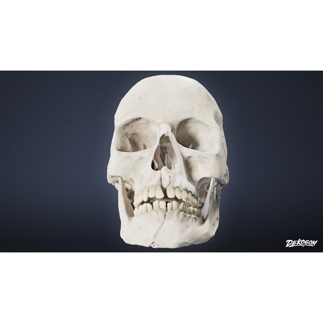 Human Skull 3D Model – Low Poly Game Asset, PBR Textures, FBX - View 4
