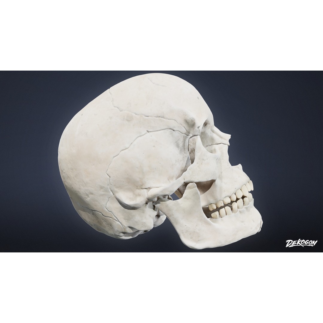 Human Skull 3D Model – Low Poly Game Asset, PBR Textures, FBX - View 5