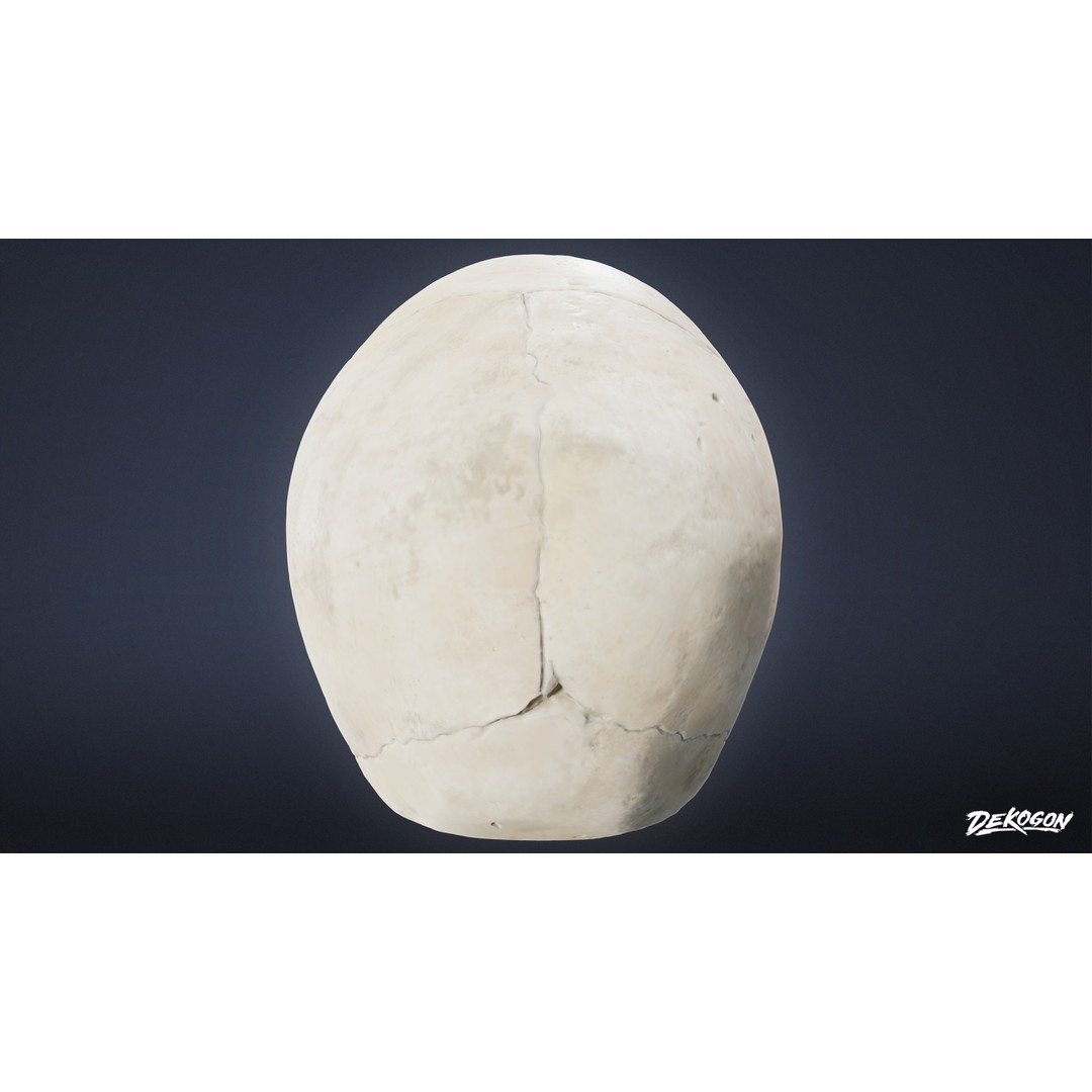 Human Skull 3D Model – Low Poly Game Asset, PBR Textures, FBX - View 6