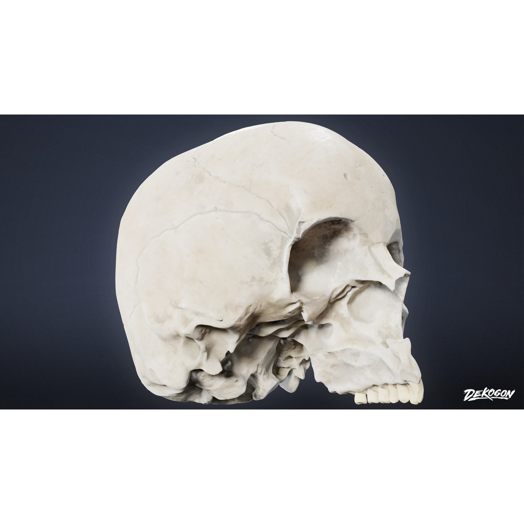 Human Skull 3D Model – Low Poly Game Asset, PBR Textures, FBX - View 8