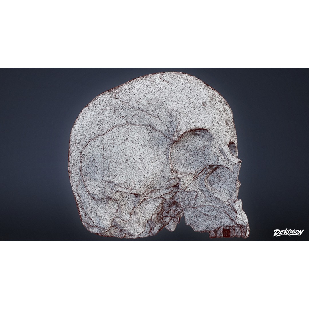 Human Skull 3D Model – Low Poly Game Asset, PBR Textures, FBX - View 9