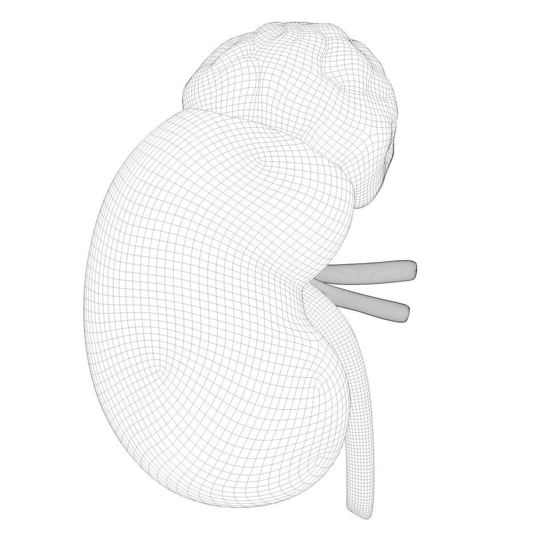 Kidney Anatomy 3D Model – High Poly PBR Medical Asset, FBX, OBJ