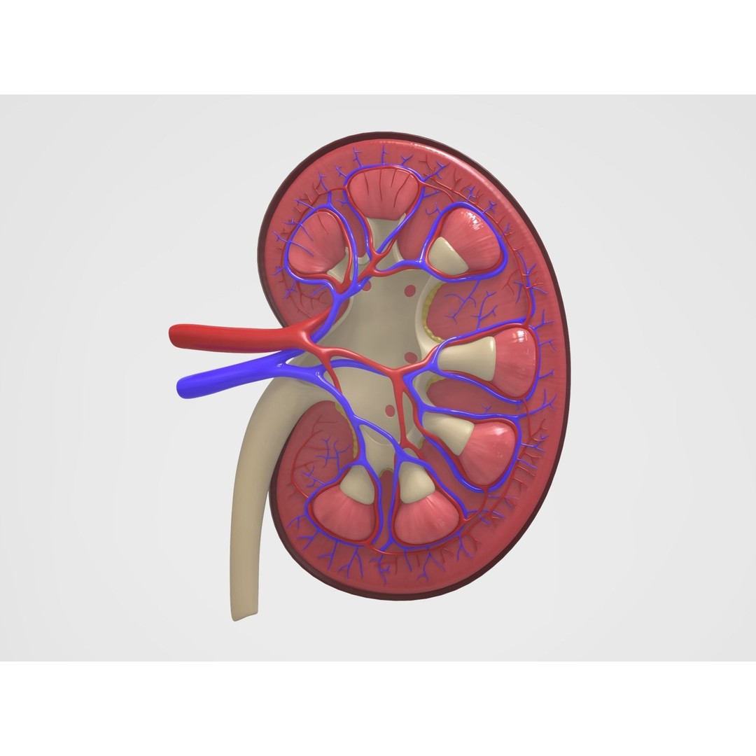 Kidney Anatomy 3D Model – High Poly PBR Medical Asset, FBX, OBJ - View 10