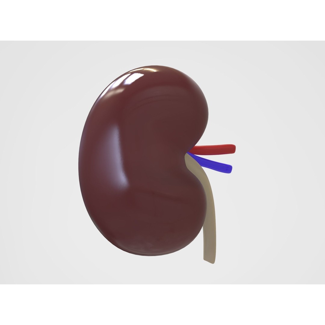 Kidney Anatomy 3D Model – High Poly PBR Medical Asset, FBX, OBJ - View 11
