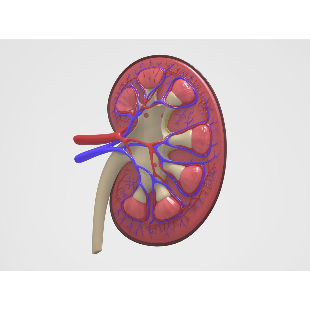 Kidney Anatomy 3D Model – High Poly PBR Medical Asset, FBX, OBJ - View 12