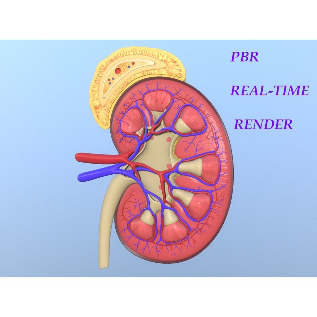 Kidney Anatomy 3D Model – High Poly PBR Medical Asset, FBX, OBJ - View 13