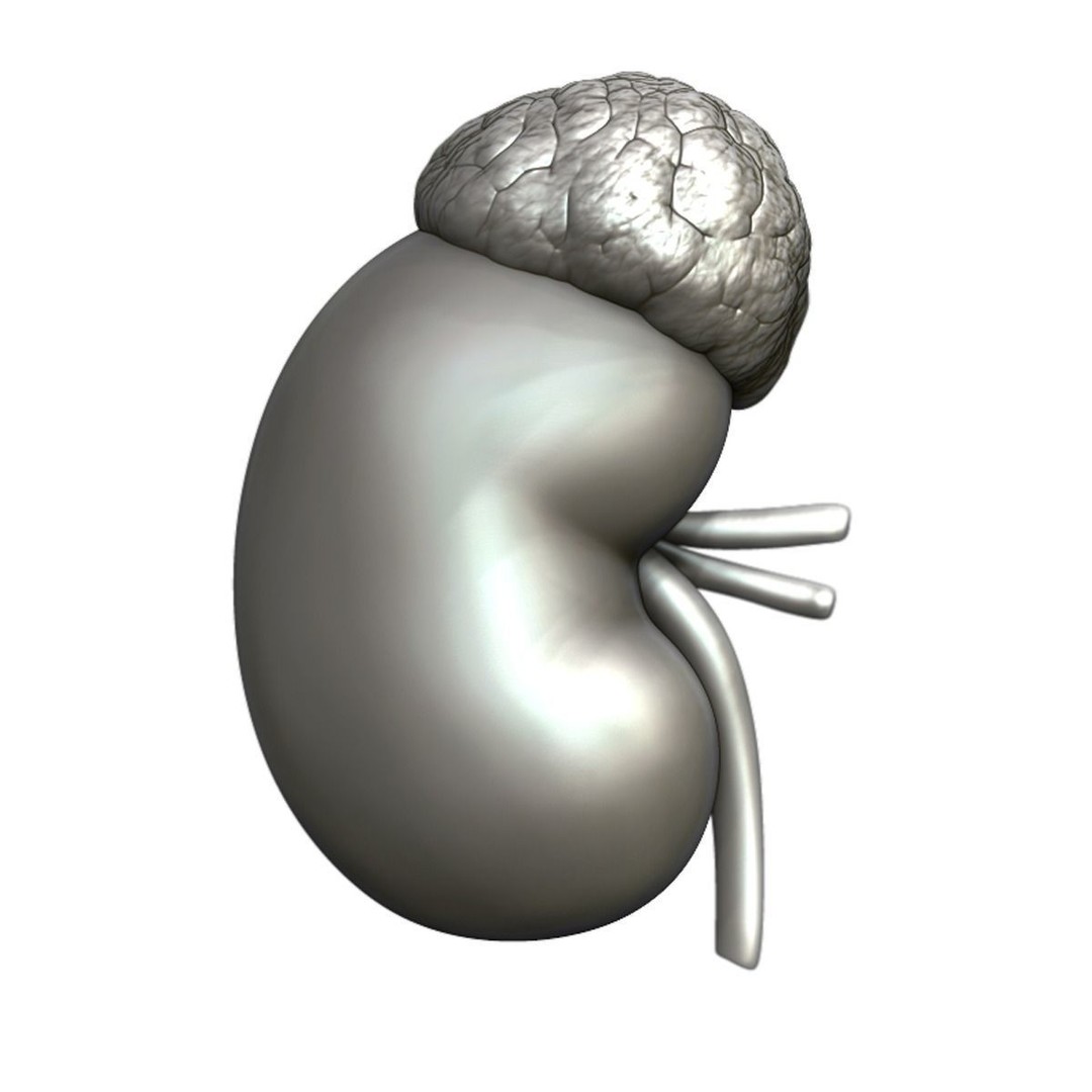 Kidney Anatomy 3D Model – High Poly PBR Medical Asset, FBX, OBJ - View 18
