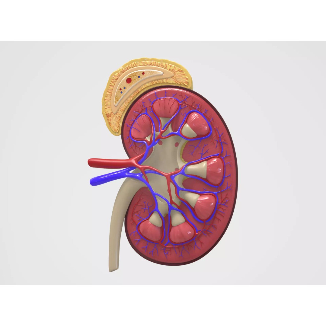 Kidney Anatomy 3D Model – High Poly PBR Medical Asset, FBX, OBJ - View 2