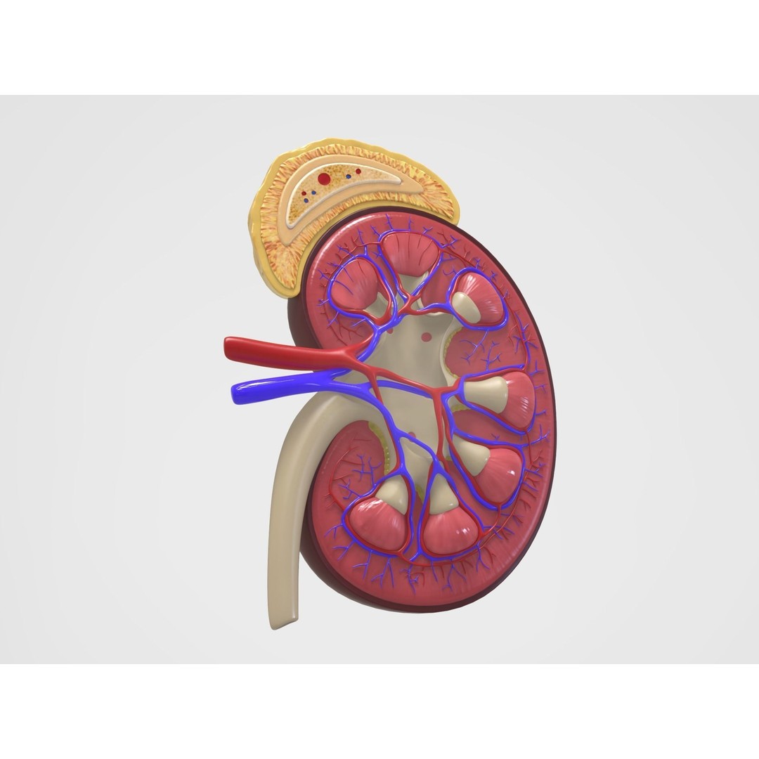 Kidney Anatomy 3D Model – High Poly PBR Medical Asset, FBX, OBJ - View 3
