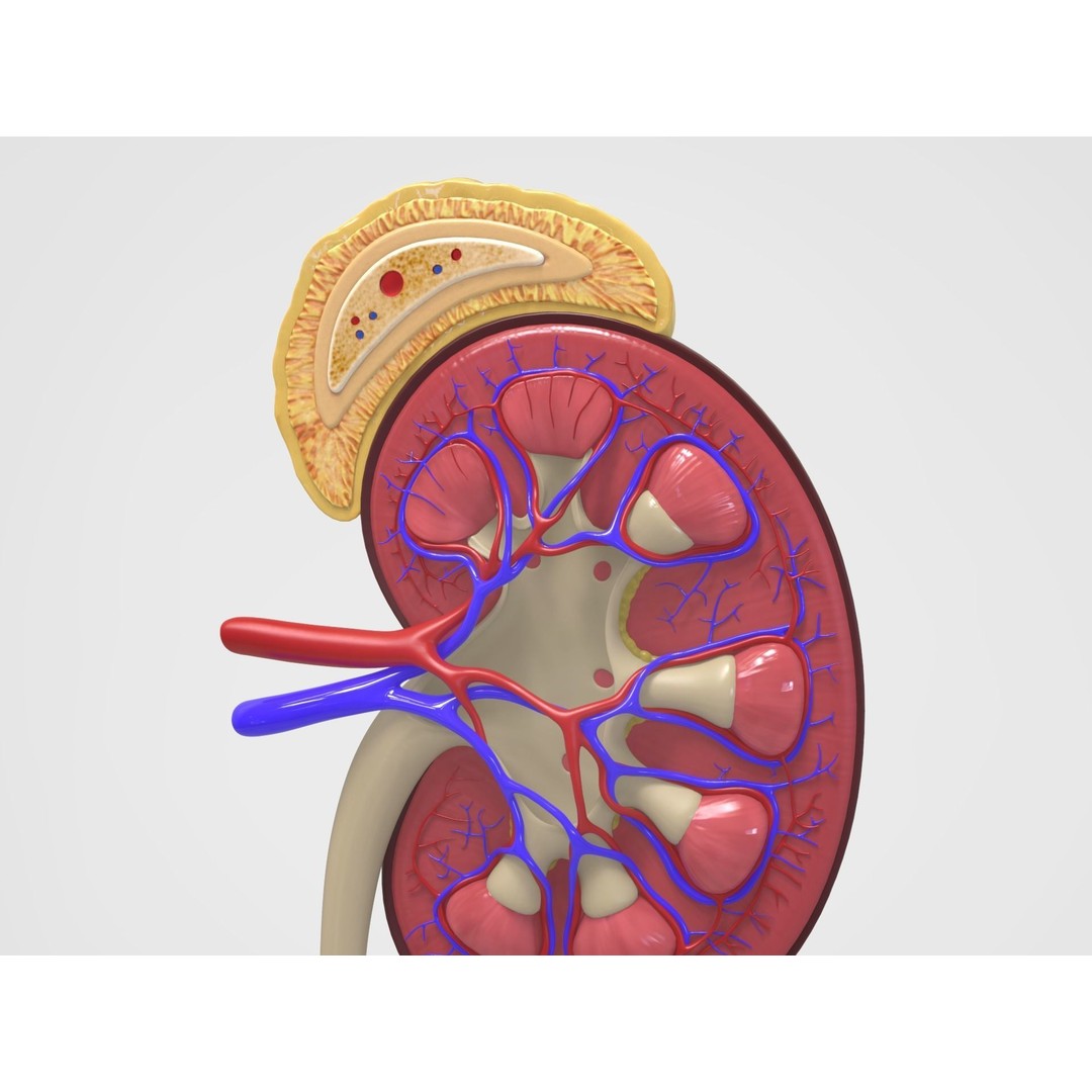 Kidney Anatomy 3D Model – High Poly PBR Medical Asset, FBX, OBJ - View 4