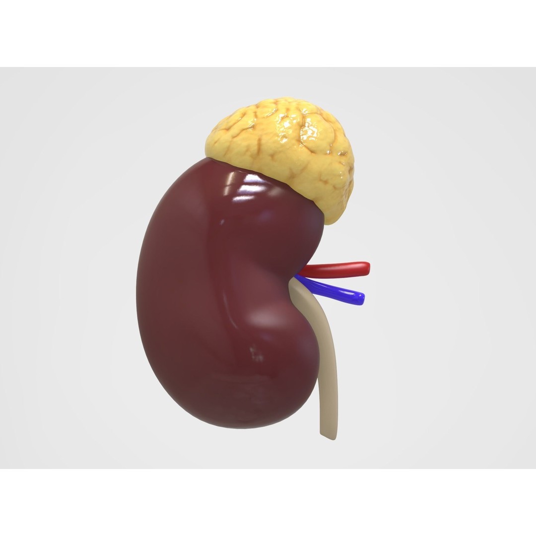 Kidney Anatomy 3D Model – High Poly PBR Medical Asset, FBX, OBJ - View 5