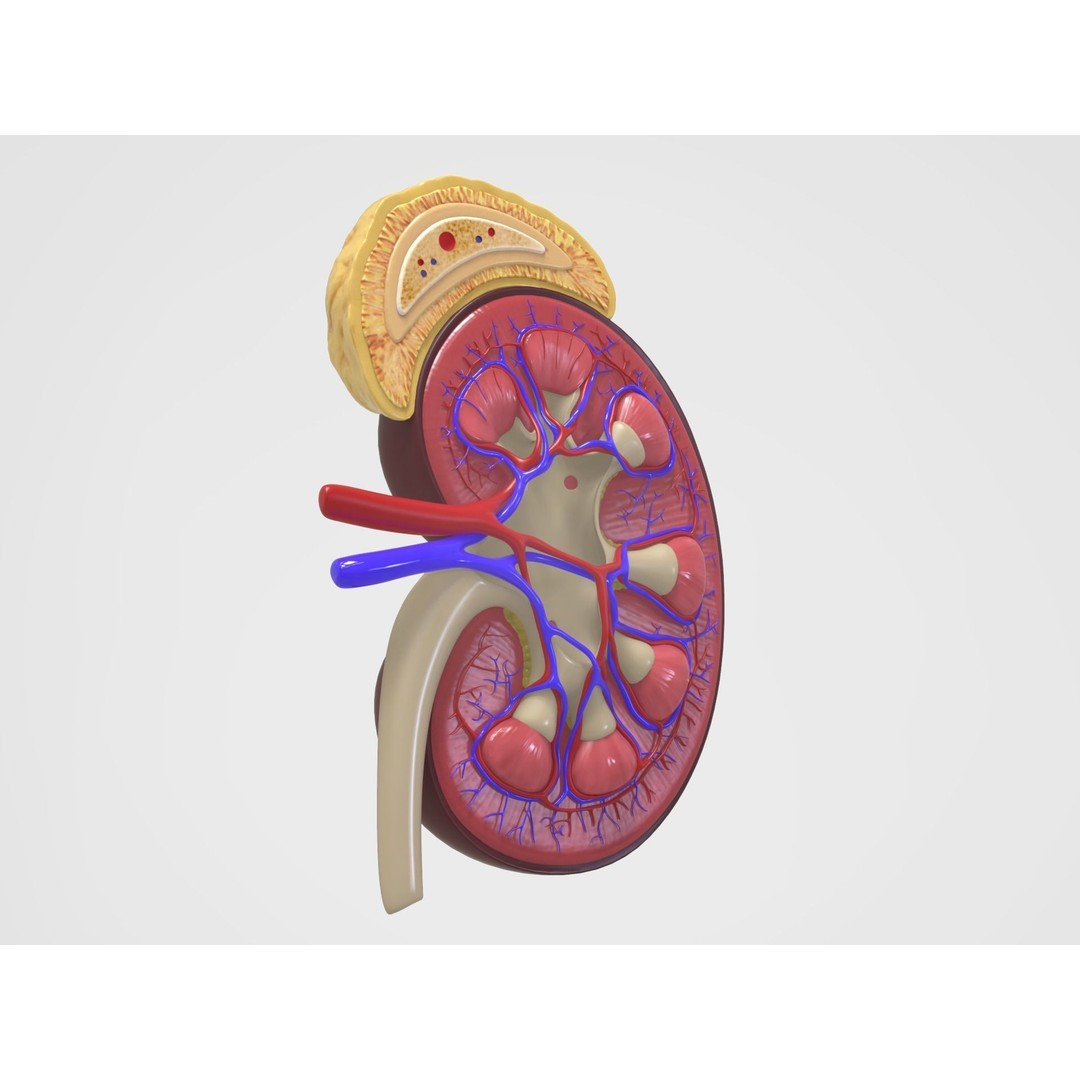 Kidney Anatomy 3D Model – High Poly PBR Medical Asset, FBX, OBJ - View 6