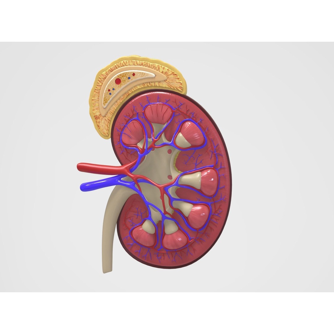 Kidney Anatomy 3D Model – High Poly PBR Medical Asset, FBX, OBJ - View 7