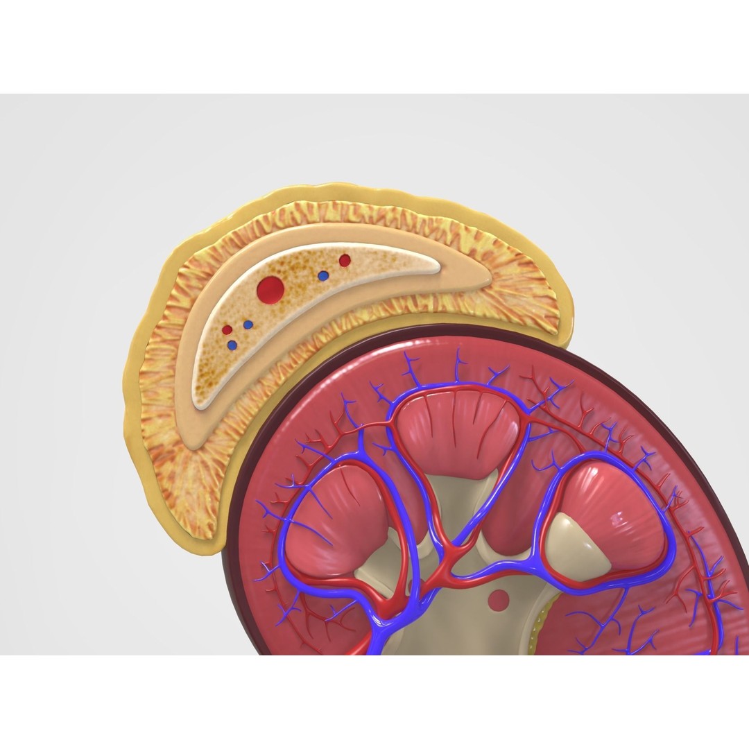 Kidney Anatomy 3D Model – High Poly PBR Medical Asset, FBX, OBJ - View 8