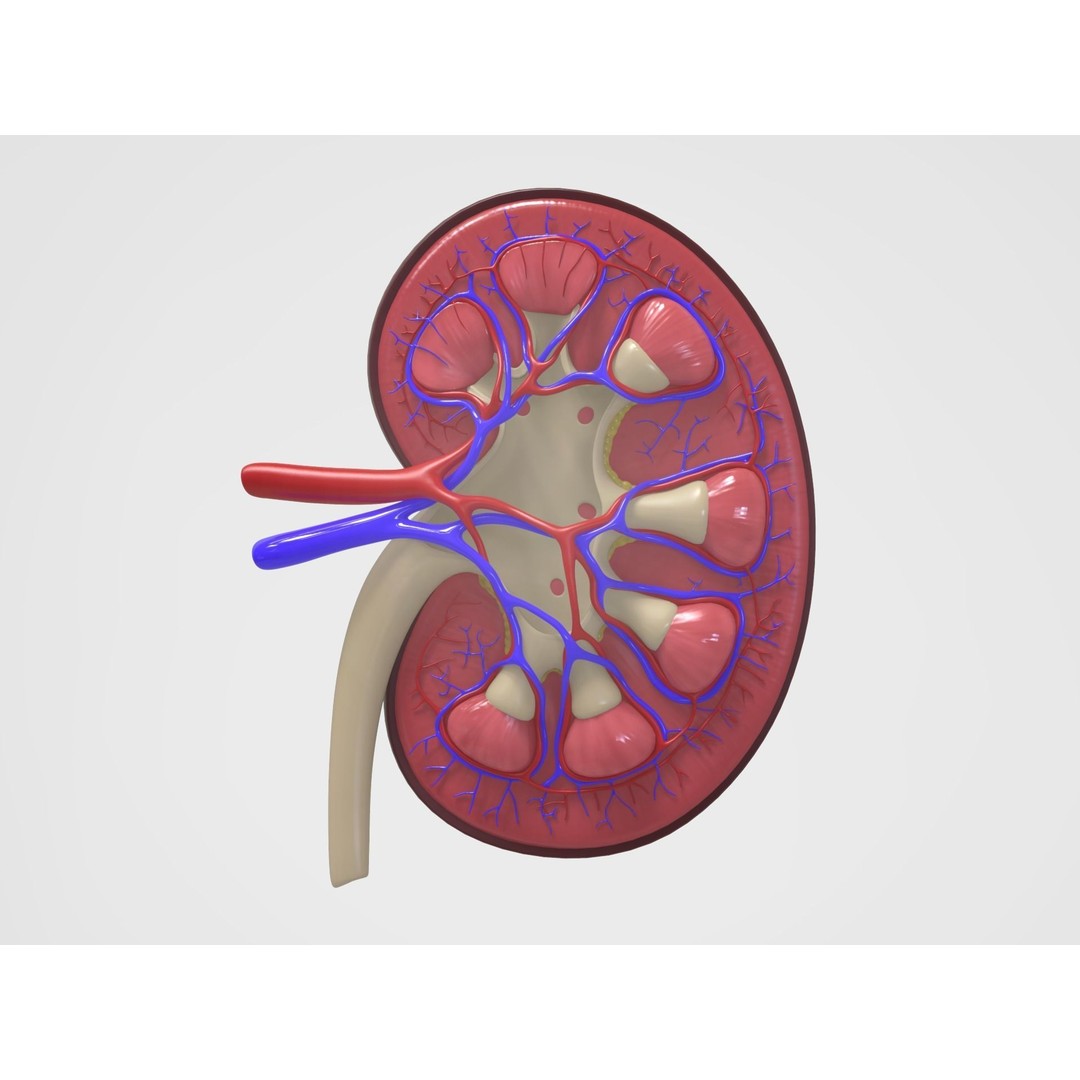 Kidney Anatomy 3D Model – High Poly PBR Medical Asset, FBX, OBJ - View 9