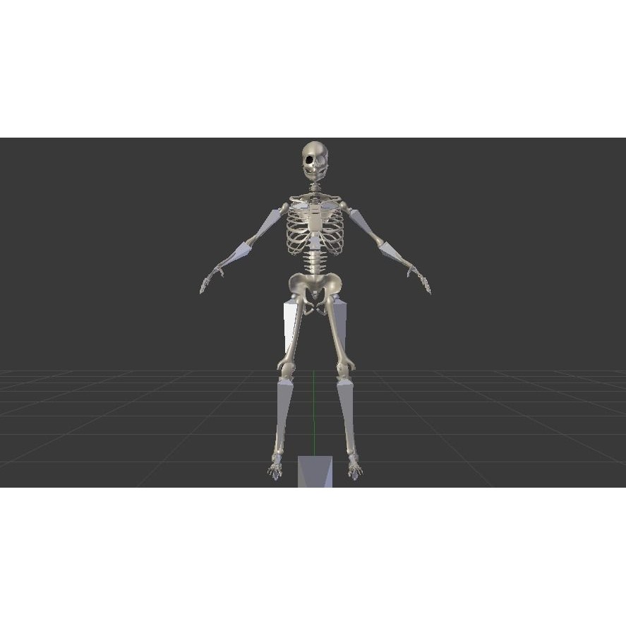 Skeleton 3D Model – Low Poly Rigged Anatomy Asset, FBX, Blender - View 10