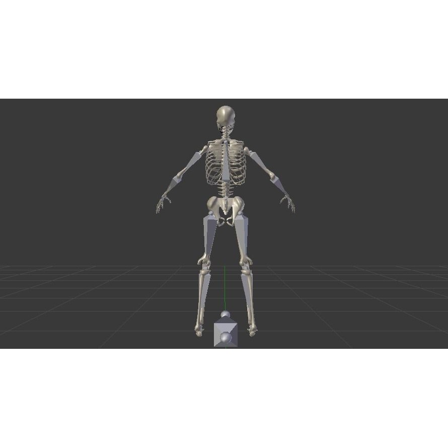 Skeleton 3D Model – Low Poly Rigged Anatomy Asset, FBX, Blender - View 12