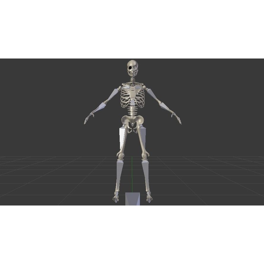 Skeleton 3D Model – Low Poly Rigged Anatomy Asset, FBX, Blender - View 14