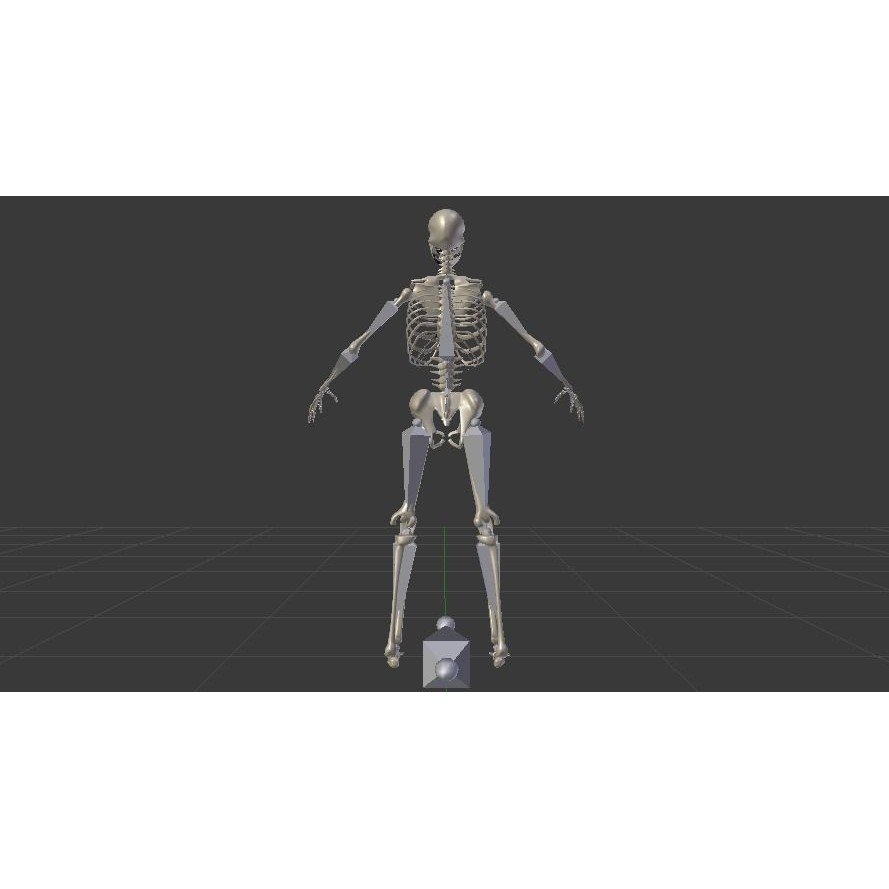 Skeleton 3D Model – Low Poly Rigged Anatomy Asset, FBX, Blender - View 16