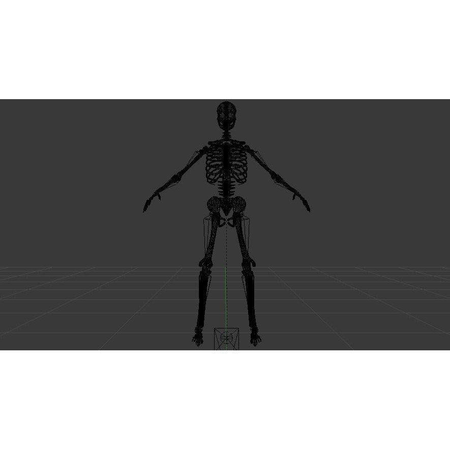 Skeleton 3D Model – Low Poly Rigged Anatomy Asset, FBX, Blender - View 18