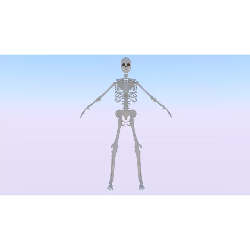 Skeleton 3D Model – Low Poly Rigged Anatomy Asset, FBX, Blender - View 2