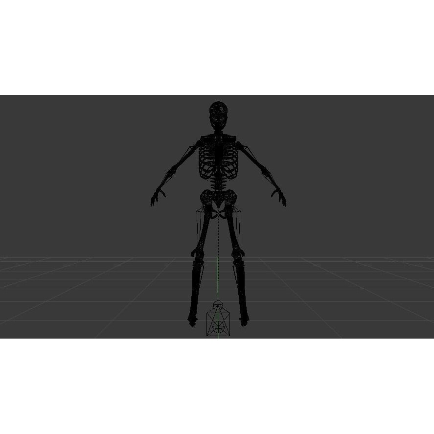 Skeleton 3D Model – Low Poly Rigged Anatomy Asset, FBX, Blender - View 20