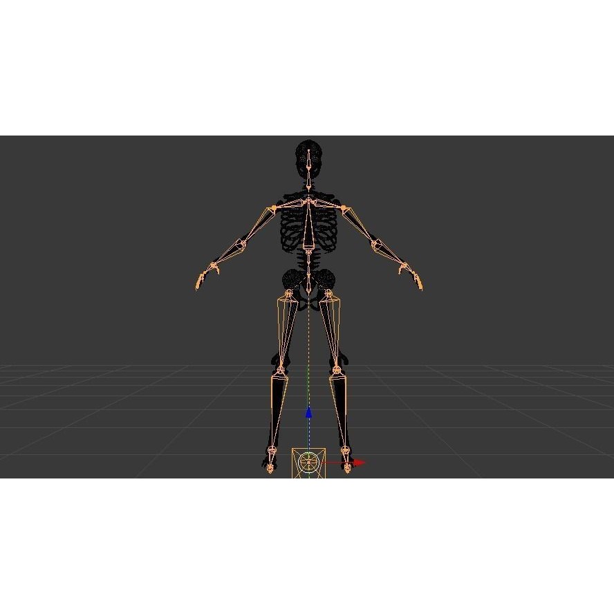 Skeleton 3D Model – Low Poly Rigged Anatomy Asset, FBX, Blender - View 22