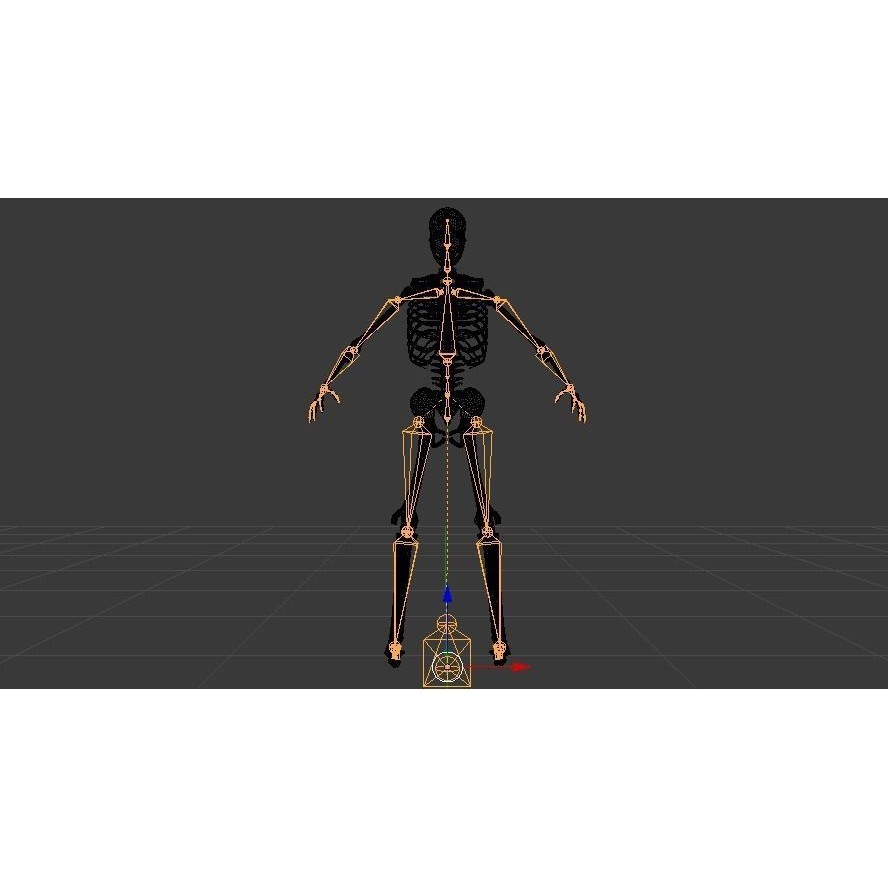 Skeleton 3D Model – Low Poly Rigged Anatomy Asset, FBX, Blender - View 24