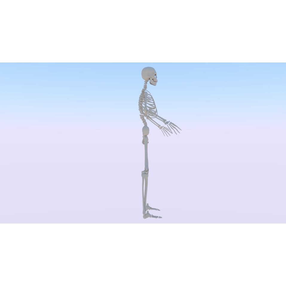 Skeleton 3D Model – Low Poly Rigged Anatomy Asset, FBX, Blender - View 3