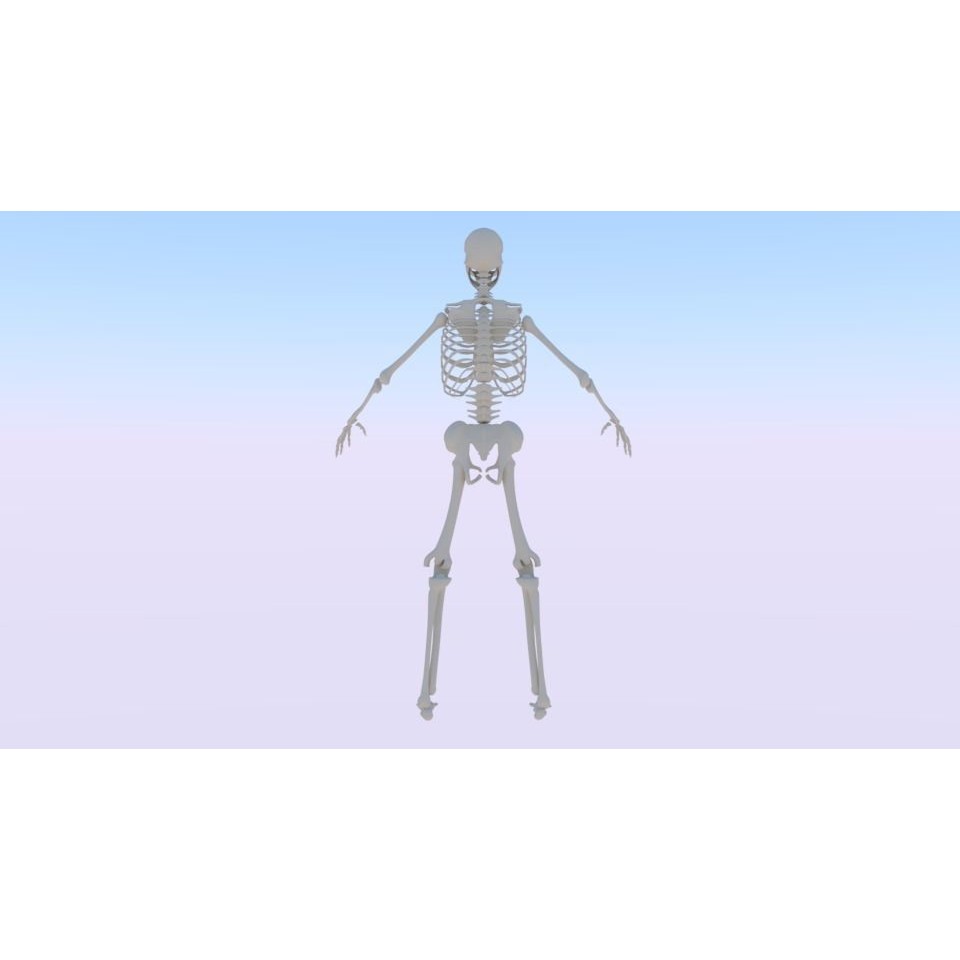 Skeleton 3D Model – Low Poly Rigged Anatomy Asset, FBX, Blender - View 4