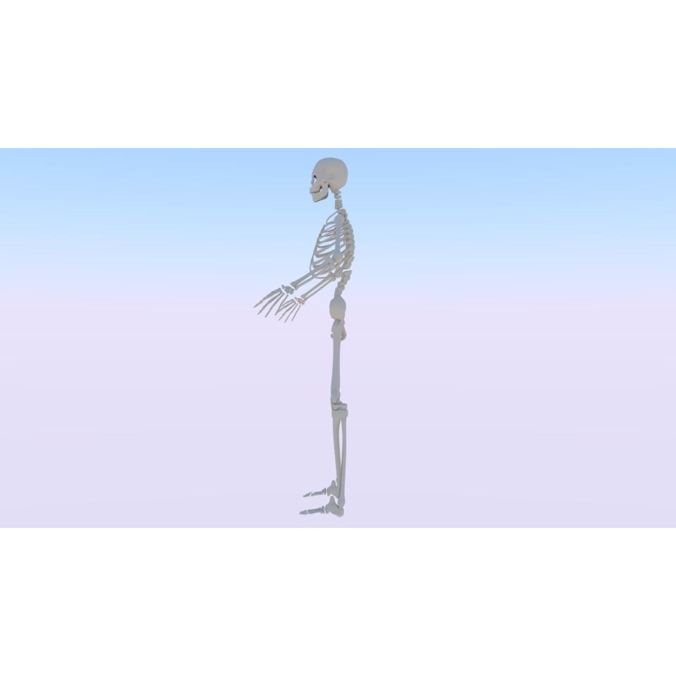 Skeleton 3D Model – Low Poly Rigged Anatomy Asset, FBX, Blender - View 5