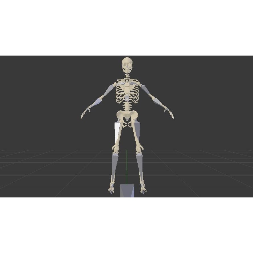 Skeleton 3D Model – Low Poly Rigged Anatomy Asset, FBX, Blender - View 6