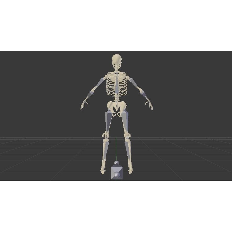 Skeleton 3D Model – Low Poly Rigged Anatomy Asset, FBX, Blender - View 8