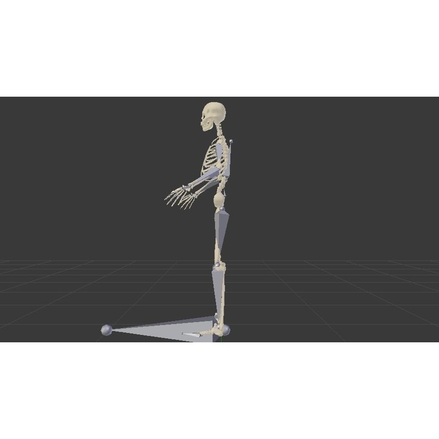 Skeleton 3D Model – Low Poly Rigged Anatomy Asset, FBX, Blender - View 9