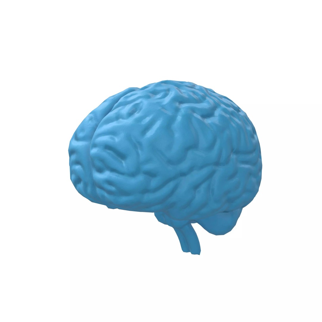 Brain Icon 3D Model – Low Poly Cartoon Asset, PBR Textures - View 2